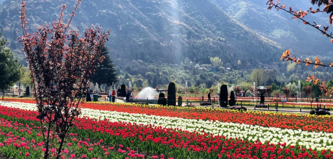 Kashmir Tulip Festival